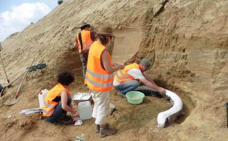 U Beču pronađeni ostaci mamuta