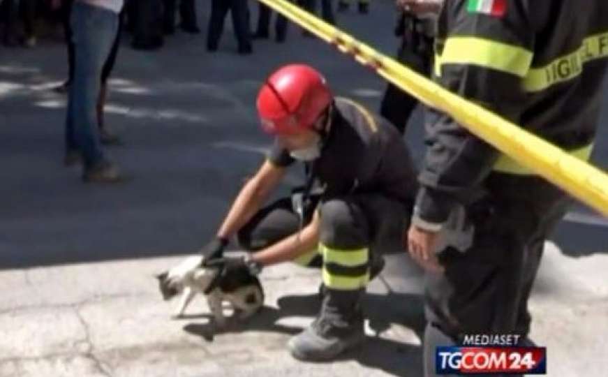 Vatrogasci spasili mačku koja je šest dana provela pod ruševinama