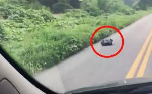 Žena spasila psa koji je bio bačen na cestu u vreći za smeće