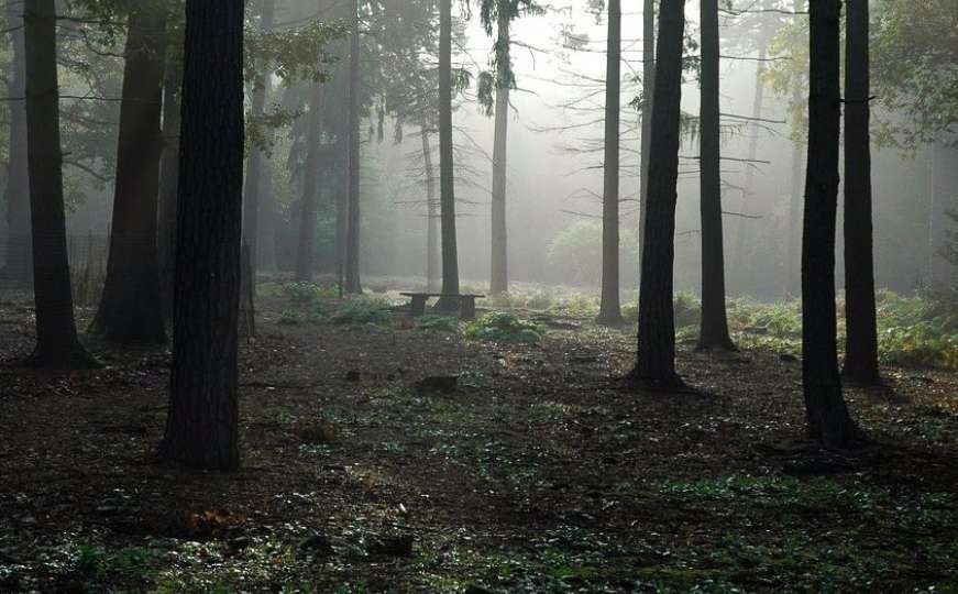Uz državnu šumu zasadili indijsku konoplju