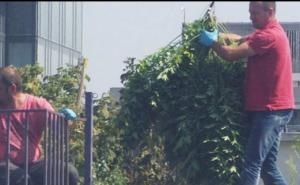 Uzgajalli marihuanu na krovu zgrade, tik pored stranih ambasada 