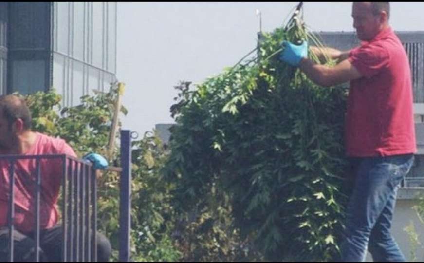 Uzgajalli marihuanu na krovu zgrade, tik pored stranih ambasada 