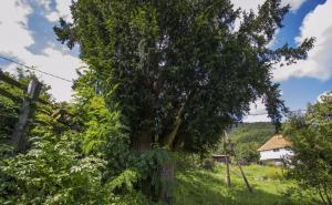 Sjećaju se Kulin bana: Dva bosanska stabla tise stara su skoro 2000 godina