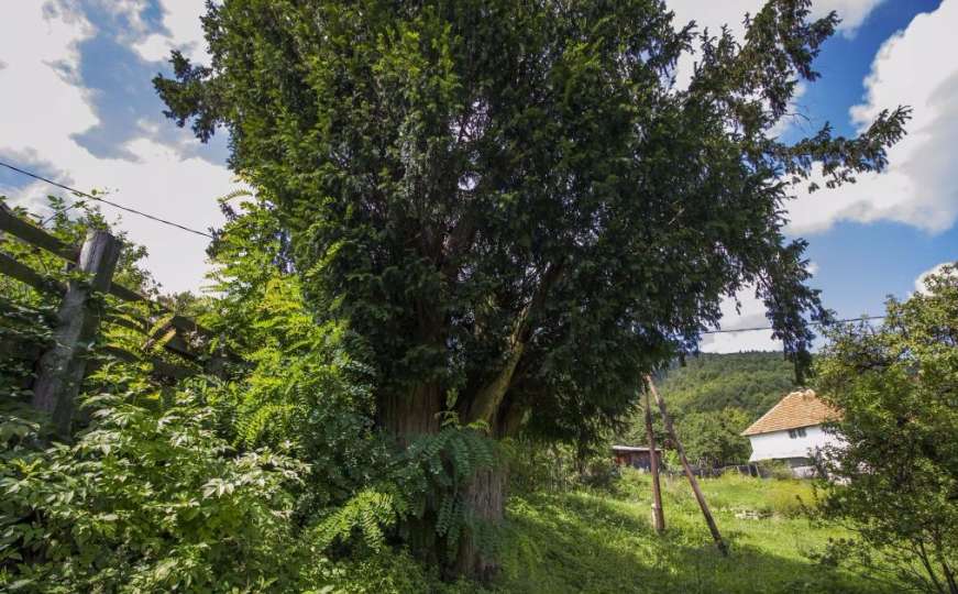 Sjećaju se Kulin bana: Dva bosanska stabla tise stara su skoro 2000 godina