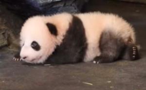 Kad beba panda uči da hoda