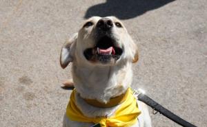 Dogs Trust uz besplatnu sterilizaciju pasa poklanja i hranu za ljubimce