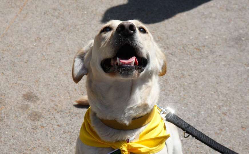 Dogs Trust uz besplatnu sterilizaciju pasa poklanja i hranu za ljubimce