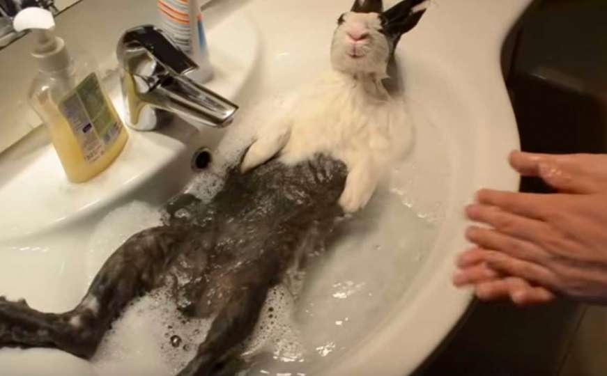 Ovaj zeka stvarno uživa u kupanju