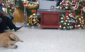 Pas koji je nestao pojavio se na sahrani svoje vlasnice