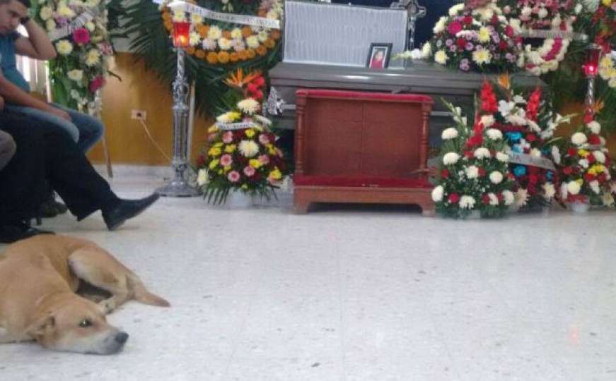 Pas koji je nestao pojavio se na sahrani svoje vlasnice