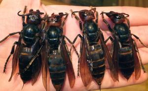 Narod u panici: Hrvatsku napali azijski džinovski stršljenovi 