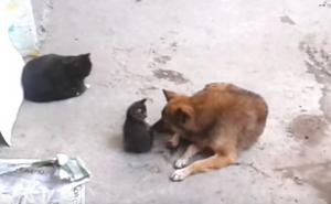 Preslatko: Maca dovela mačiće da upoznaju njenog “starog prijatelja”