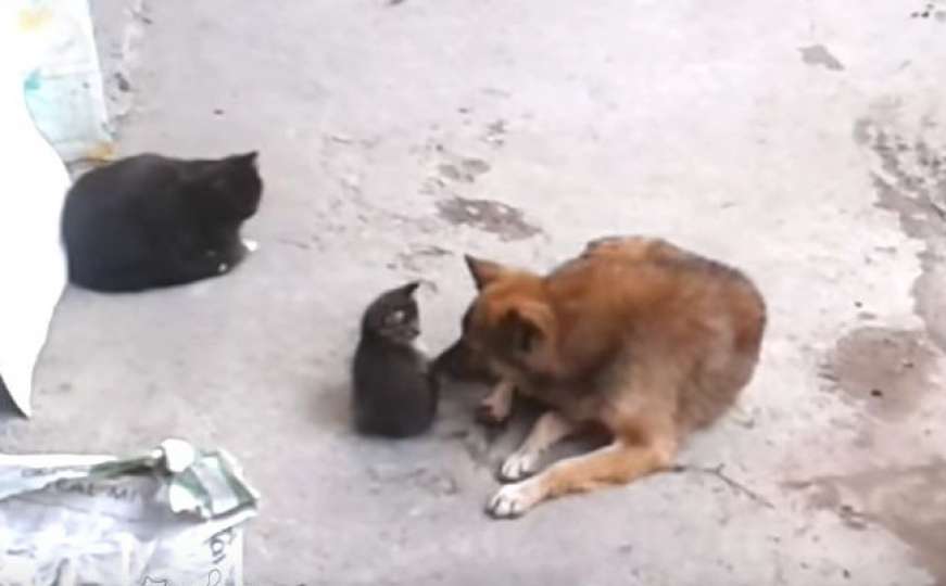 Preslatko: Maca dovela mačiće da upoznaju njenog “starog prijatelja”
