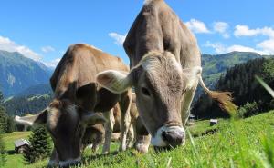 Američki farmeri ubijaju krave da bi održali visoku cijenu mlijeka