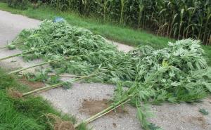 Otkriven još jedan zasad indijske konoplje