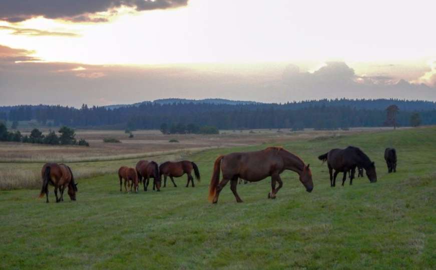 Nezaboravan prizor: Bosanski konji pasu u sumrak na Romaniji