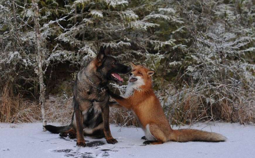 Preslatki najbolji drugari na svijetu: Kad se vole lisica i pas...