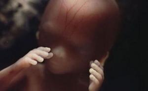 Spektakularno: Pogledajte kako nastaje ljudski život