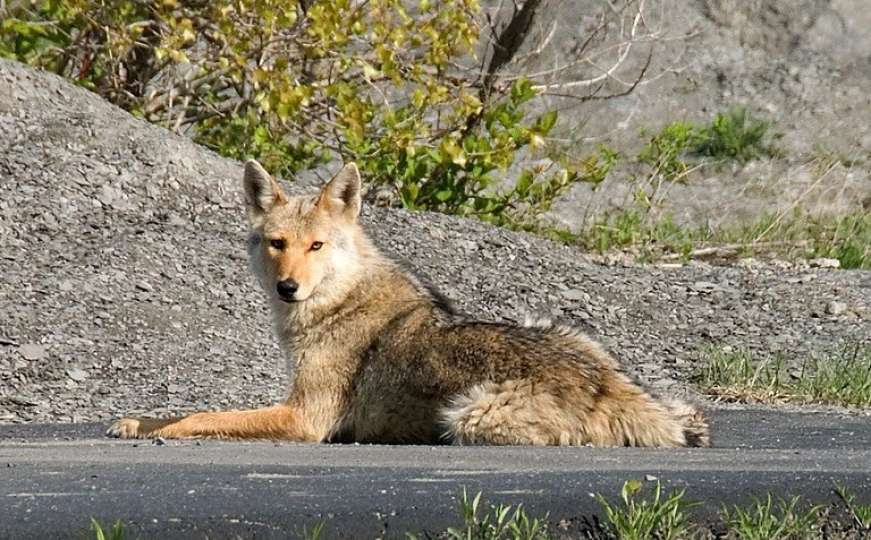 Kako su se kojoti priviknuli na urbanu sredinu?