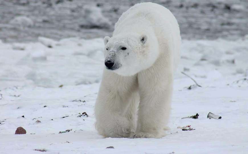 Ruske naučnike na Arktiku zarobili polarni medvjedi