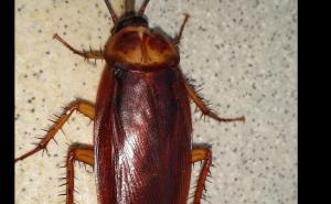 Sjajan trik kako se riješiti žohara zauvijek