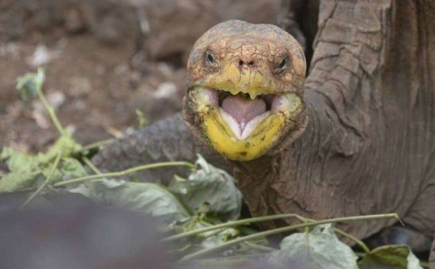 Kako je kornjača Diego parenjem spasio svoju vrstu od izumiranja