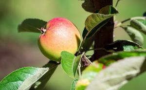 Mirisna, slatka i jednostavna - Danas napravite jabukovaču