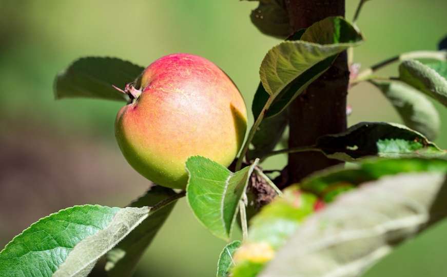 Mirisna, slatka i jednostavna - Danas napravite jabukovaču