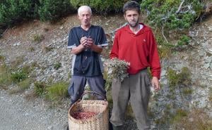 Berači brusnice i borovnice hljeb zarađuju  na 2.000 metara nadmorske visine