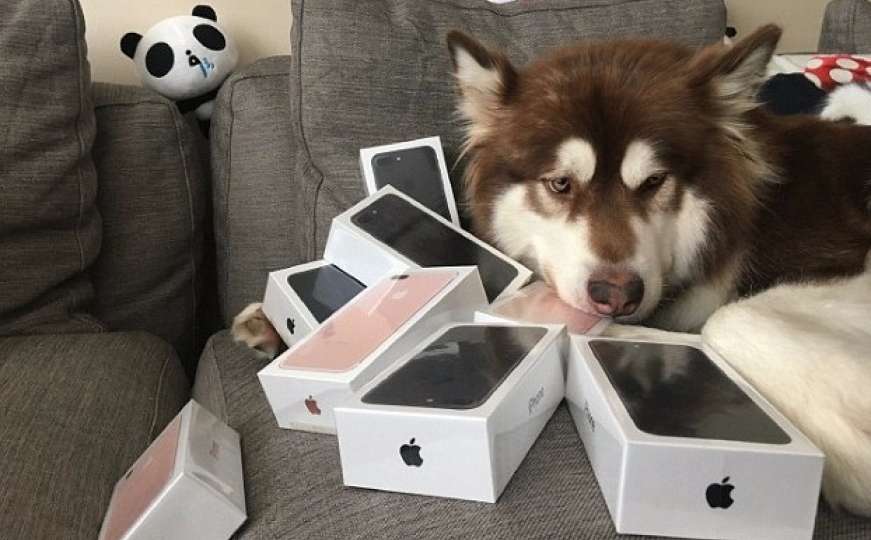 Sin najbogatijeg Kineza psu kupio osam novih iPhonea