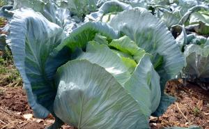 Berba džinovskog kupusa:  Jedna glavica teži i do 40 kilograma