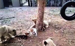 Psić brani hranu od gladnih lavića