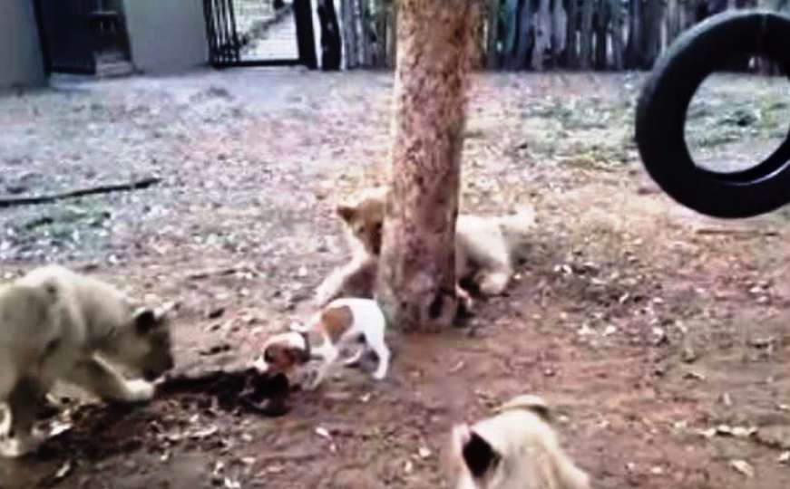 Psić brani hranu od gladnih lavića