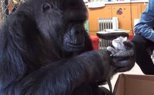 Ova gorila voli mačiće više nego iko na svijetu