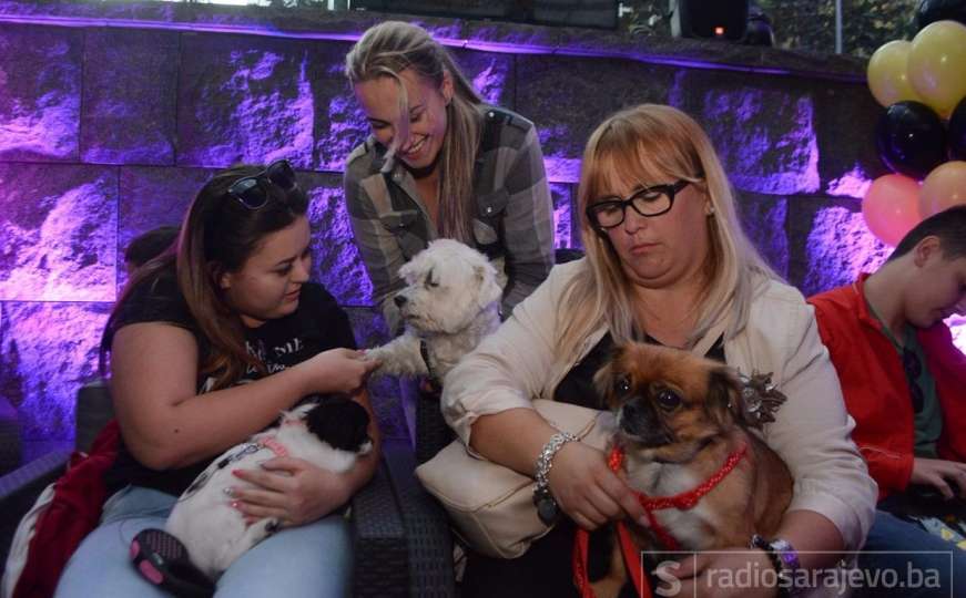 Divne priče o prijateljstvu: Čupo je najljepši udomljeni pas u Sarajevu!