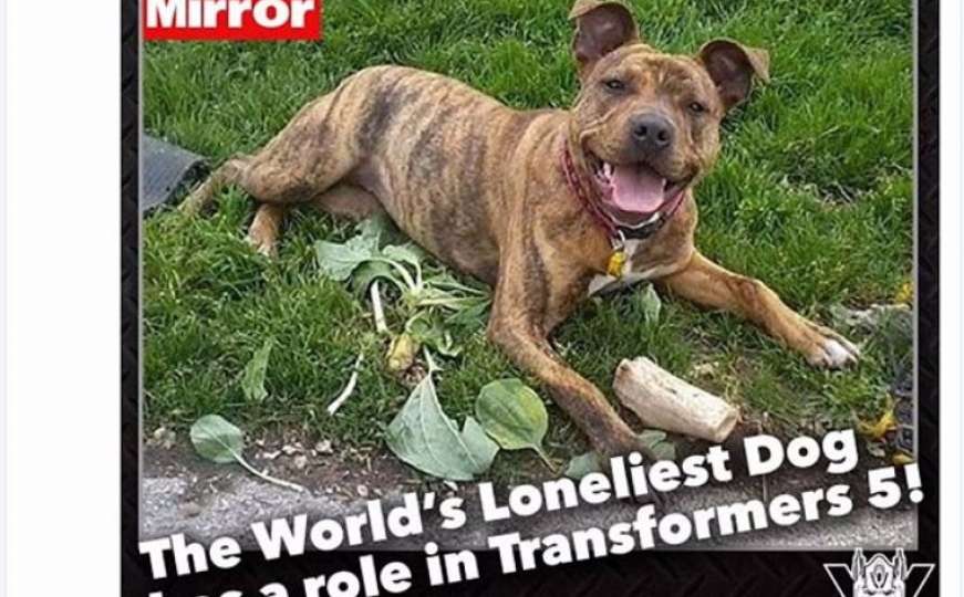 Najusamljeniji pas na svijetu danas je filmska zvijezda