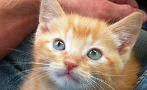 Pojeo kolač s marihuanom i posvađao se s mačkom