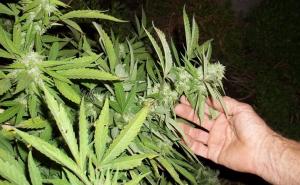 U dolini Neretve raste divovska marihuana