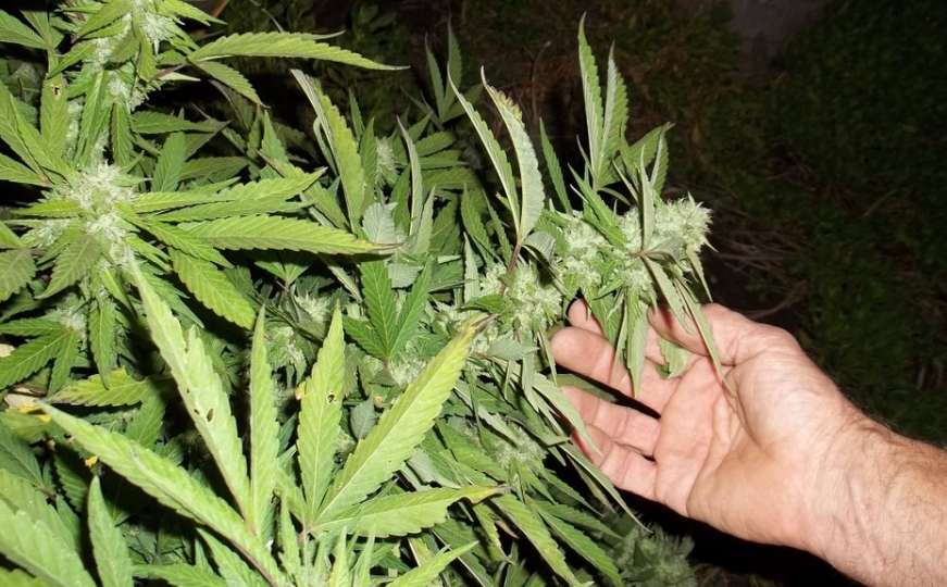 U dolini Neretve raste divovska marihuana