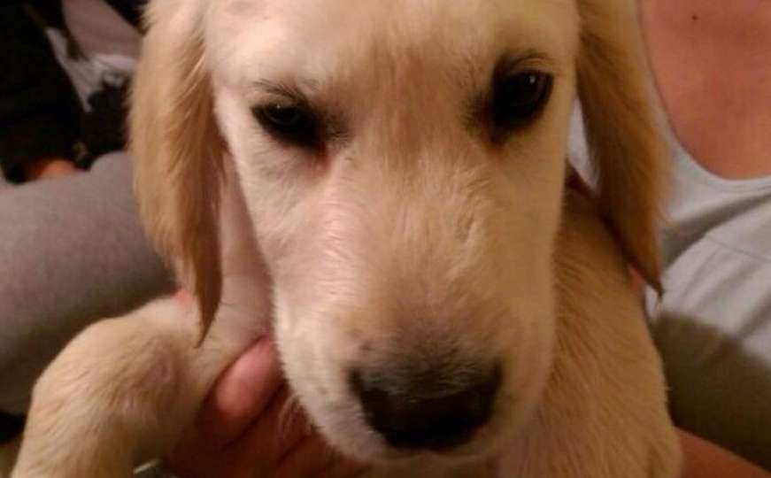 Sarajevo: Pronađen pas star tri mjeseca na Dolac-Malti