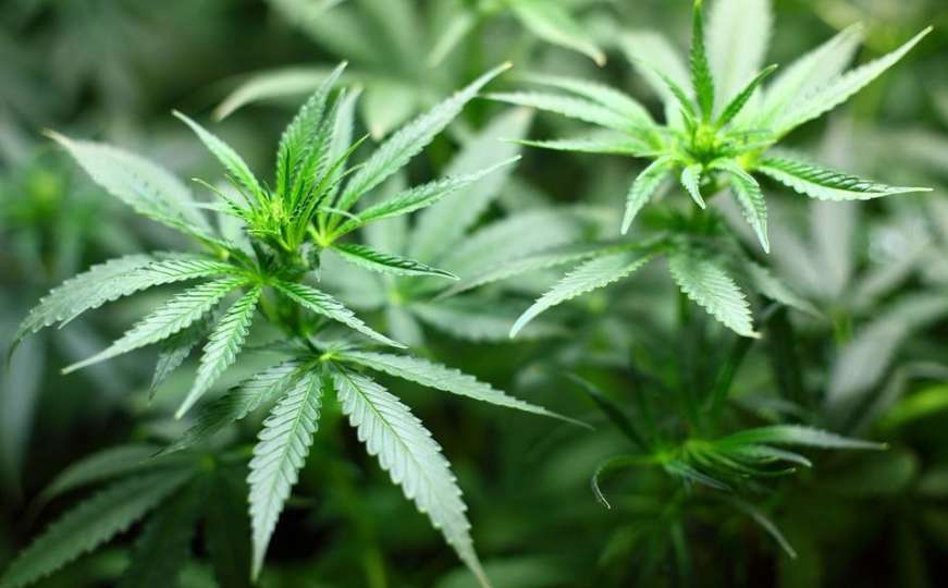 Kanadski univerzitet studente će učiti kako da uzgajaju marihuanu