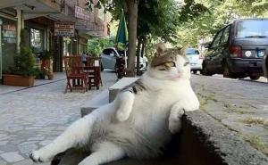 Mačak koji je dobio svoju statuu