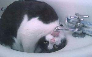 Najslađe fotografije mačaka