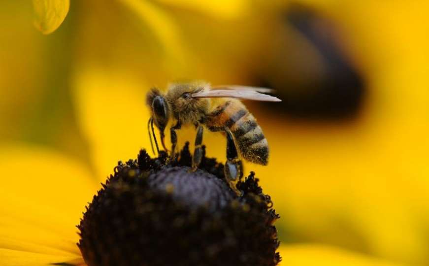 Prvi put u historiji: Pčele na listi ugroženih vrsta...
