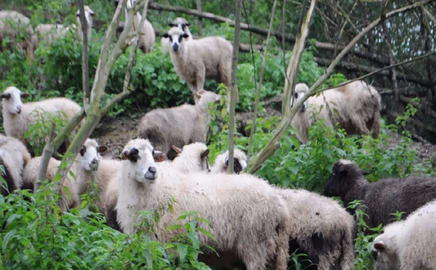 Goražde: "Plavi jezik" odnio oko 250 ovaca, mještani očajni