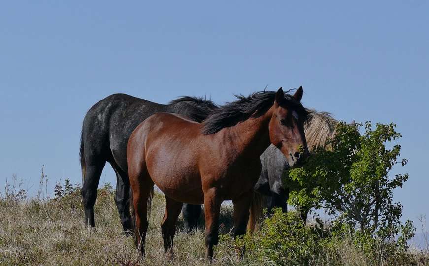Za divlje konje na planini Cincar zna se u cijelom svijetu
