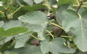 Odričem se "preko Radija Sarajevo"!