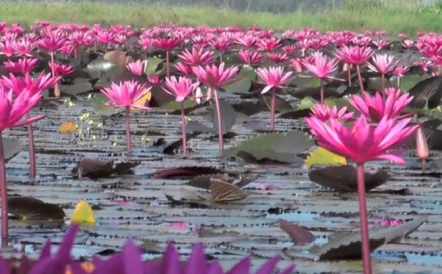 Na Tajlandu jezero crvenih lotosa koji oduzimaju dah 