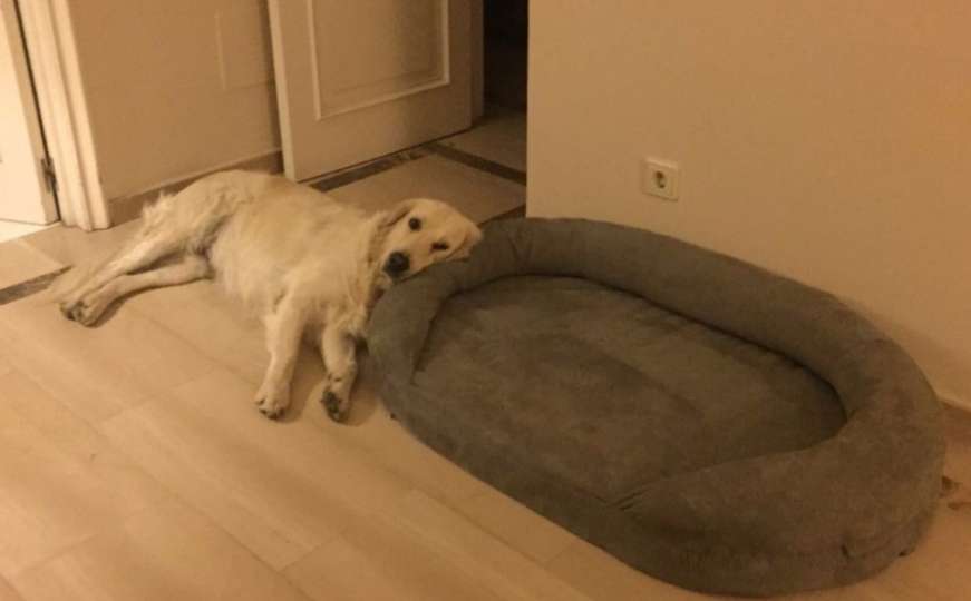 Ovi psi ne znaju čemu služe njihovi kreveti