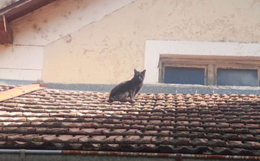 Upoznajte mačka iz BiH koji tri godine ne silazi sa krova